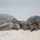 Green sea turtles used East Island as a nesting site. An estimated 19% of this year’s nests on East Island had not yet hatched and were swept away.